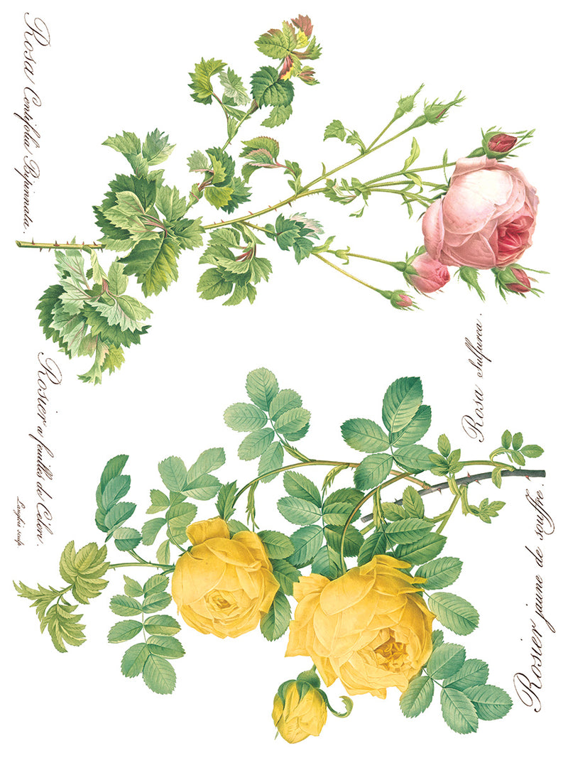 ROSE BOTANICAL IOD TRANSFER 12X16 PAD by Iron Orchid Designs (8 sheets) for furniture, crafts and decor